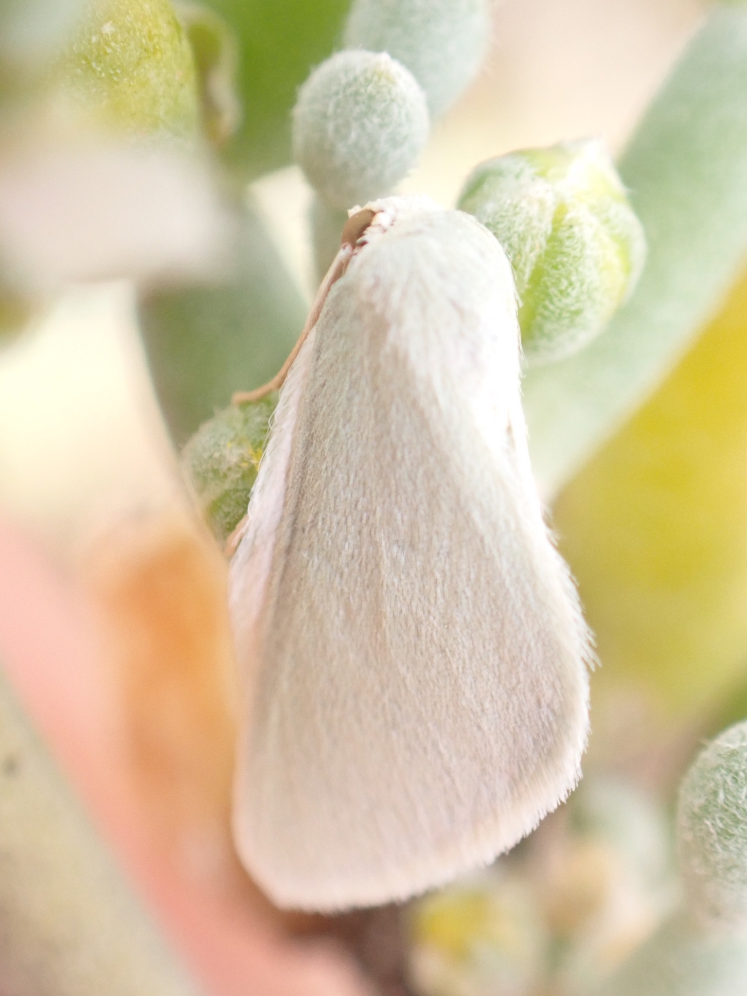Microloxia simonyi