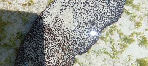 Image of Gigartina polycarpa by (c) Adele SL, some rights reserved (CC BY)