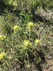 Castilleja citrina