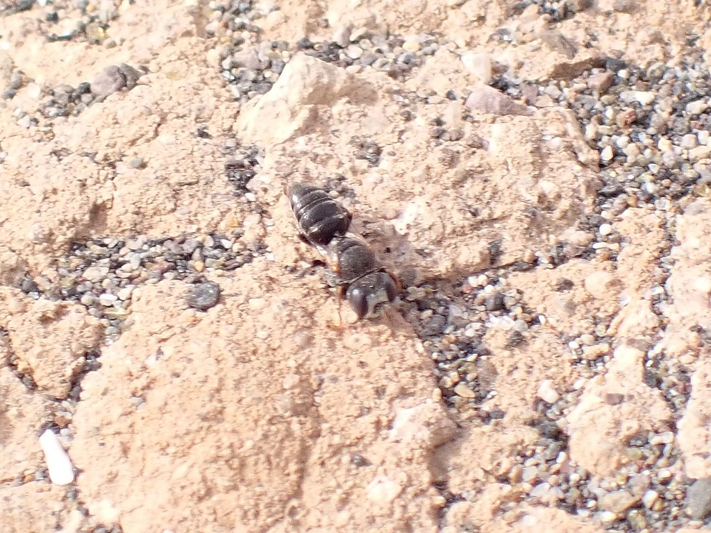 Oxybelus fischeri