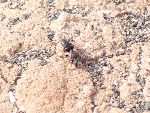 Oxybelus fischeri
