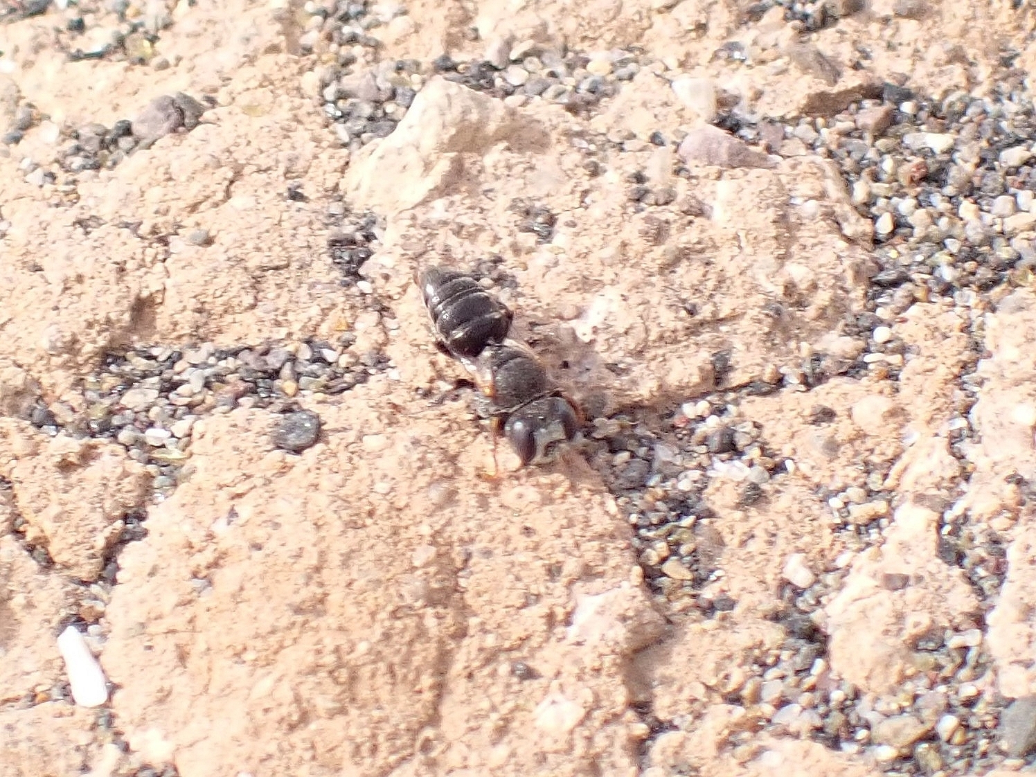 Oxybelus fischeri