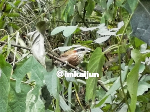 Streak-breasted Scimitar-Babbler