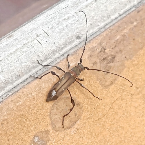 Ischionodonta torquata
