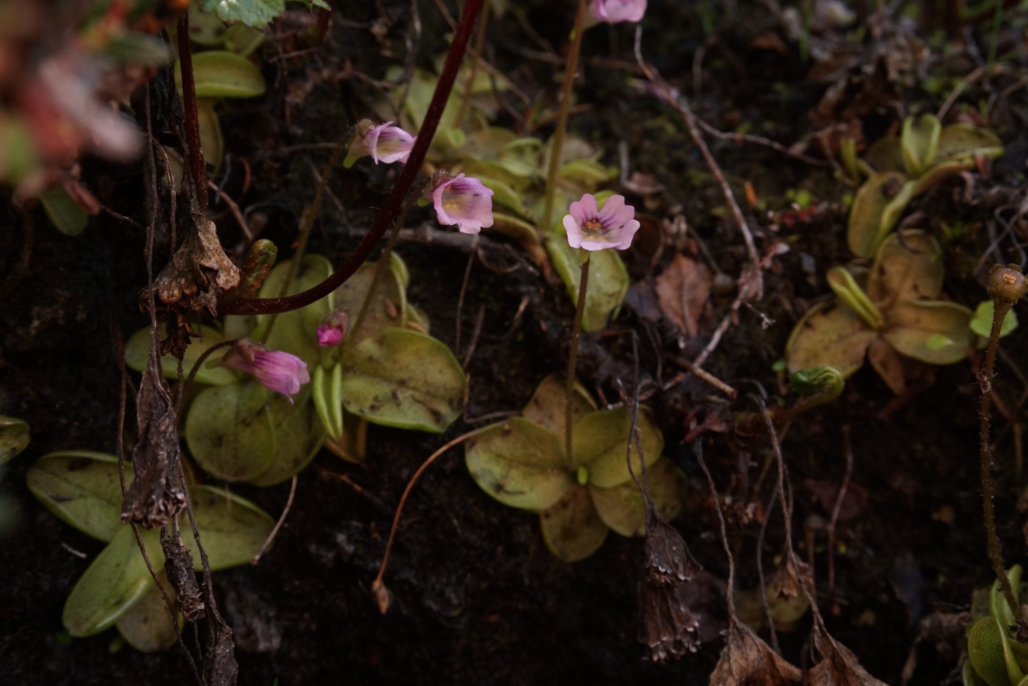 Pinguicula australandina Gluch