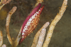 Phenacovolva nectarea