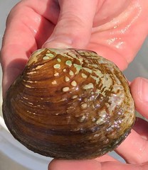 Cyclonaias tuberculata