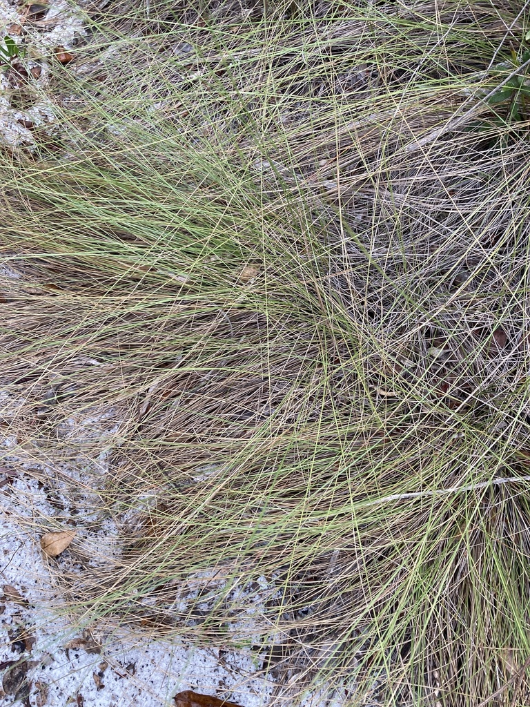 Southern Wiregrass from Main Dr, Venus, FL, US on January 14, 2024 at ...