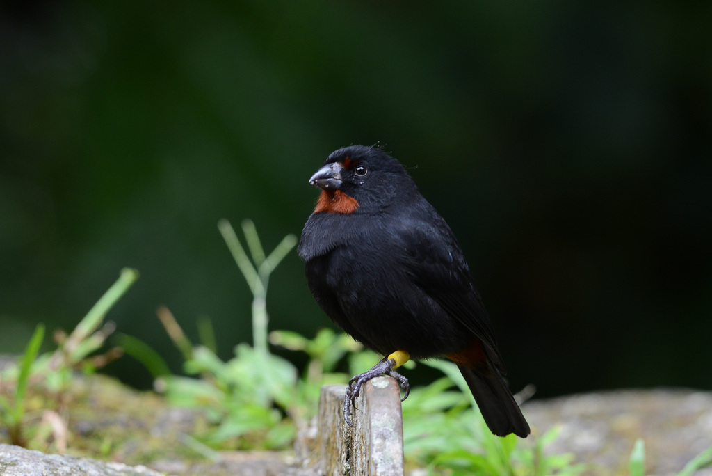 Lesser Antillean Bullfinch photo