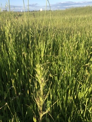 Castilleja attenuata