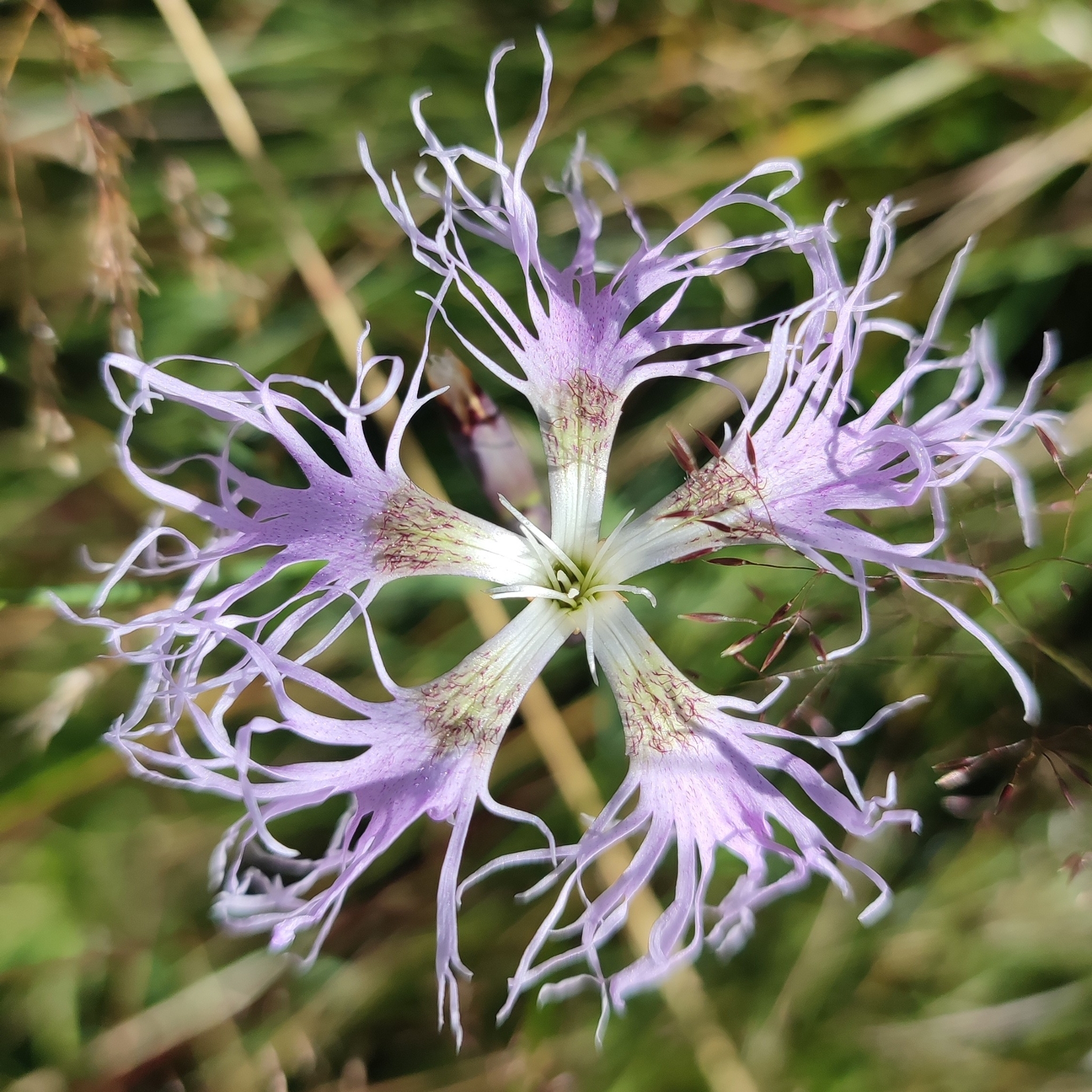 Dianthus superbus