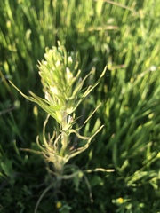 Castilleja attenuata