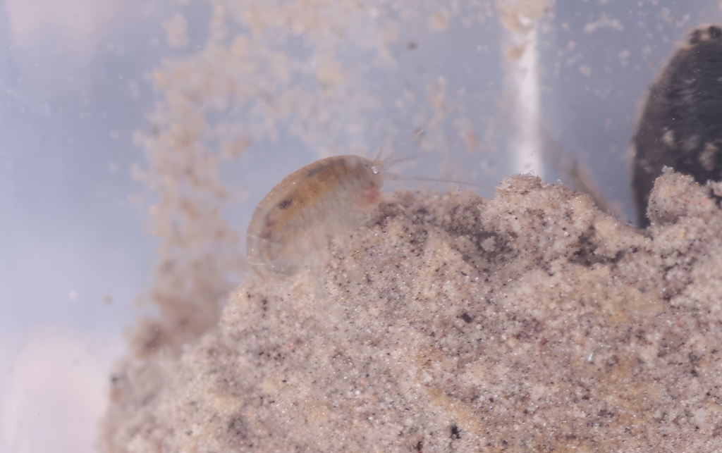 Hyalella sandra