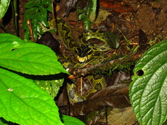 Kaulback's Lance-Headed Pitviper photo 2