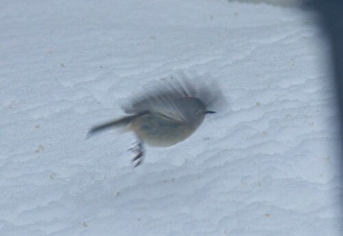 Ruby-crowned Kinglet photographed in Idaho
