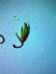 Trifolium carolinianum