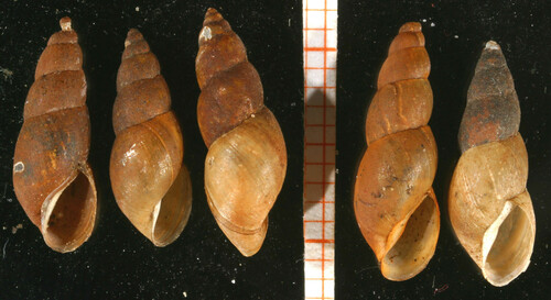 slender pond snail