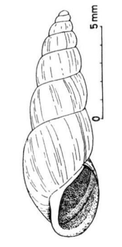 slender pond snail
