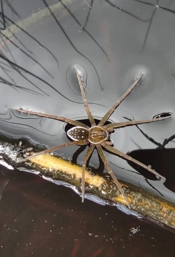 Dolomedes reuniascar