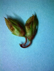 Trifolium carolinianum