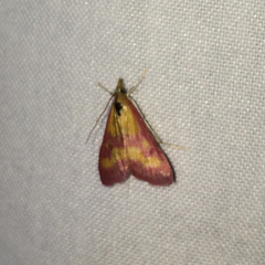 Pyrausta laticlavia