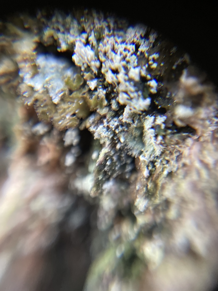 Common Dust Lichen from Kungälv, SE-VG, SE on January 14, 2024 at 02:56 ...