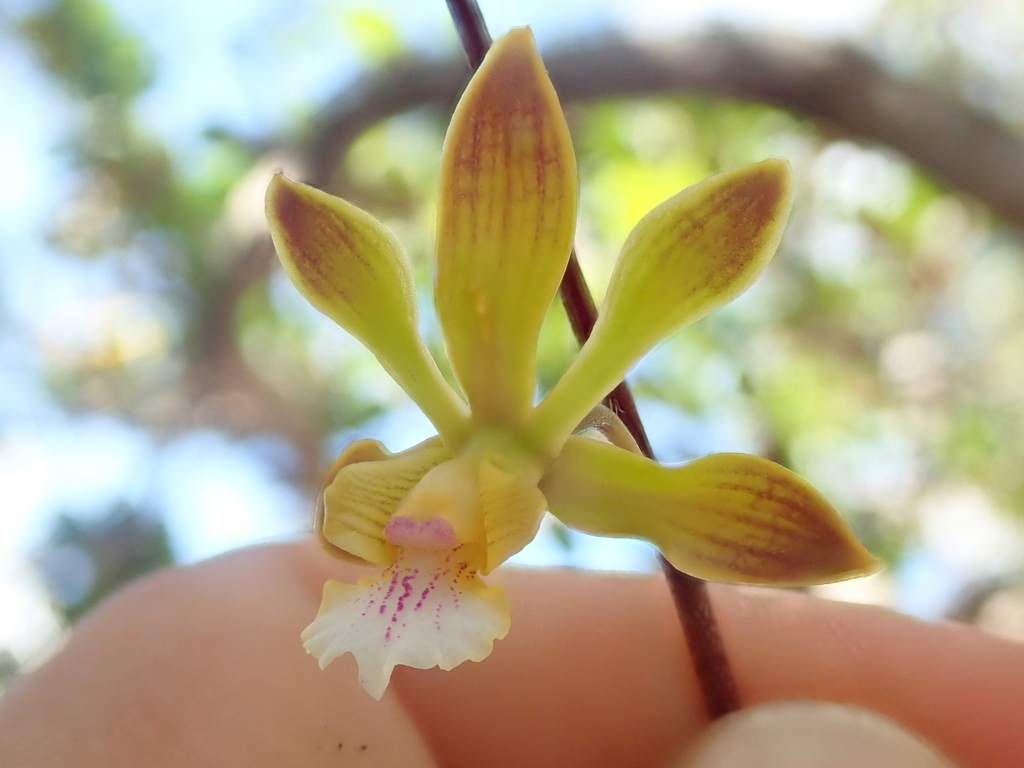 Encyclia gonzalezii L.C.Menezes 3