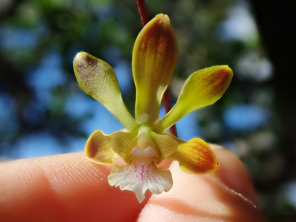 Encyclia gonzalezii L.C.Menezes