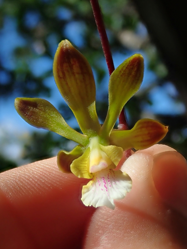 Encyclia gonzalezii L.C.Menezes 2