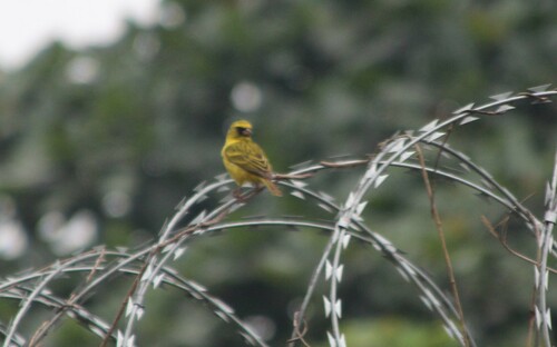 Western Citril (Crithagra frontalis), photo 5
