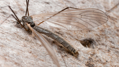 Tricyphona unicolor