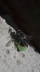 Megachile pollinosa