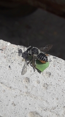 Megachile pollinosa
