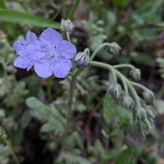 Phacelia hirsuta