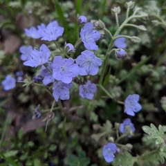 Phacelia hirsuta