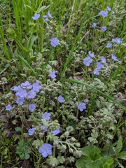Phacelia hirsuta