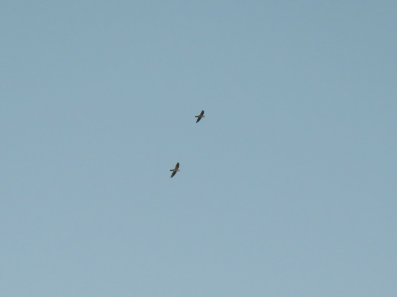 Mottled Spinetail (Telacanthura ussheri), photo 7
