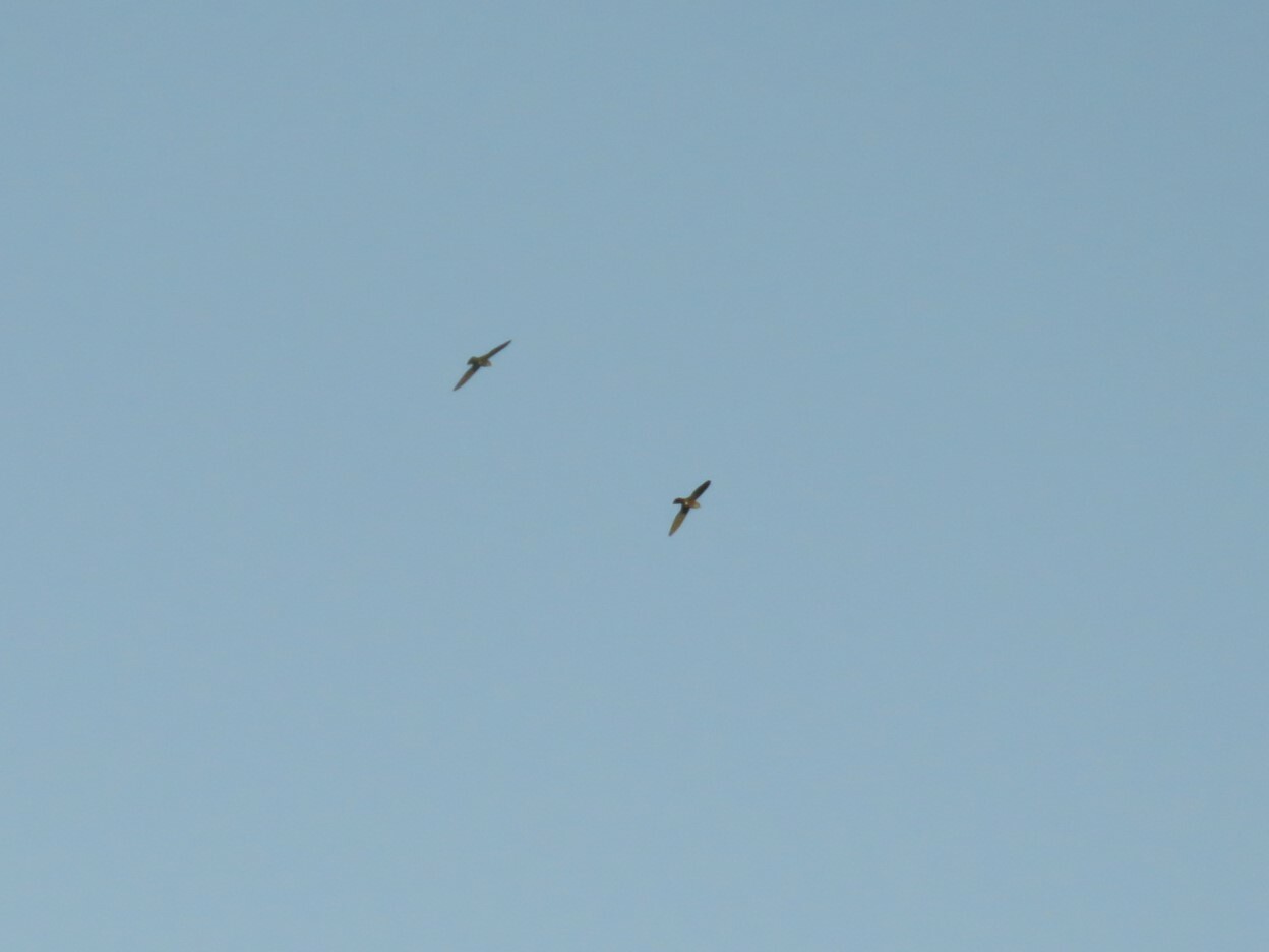 Mottled Spinetail (Telacanthura ussheri), photo 8