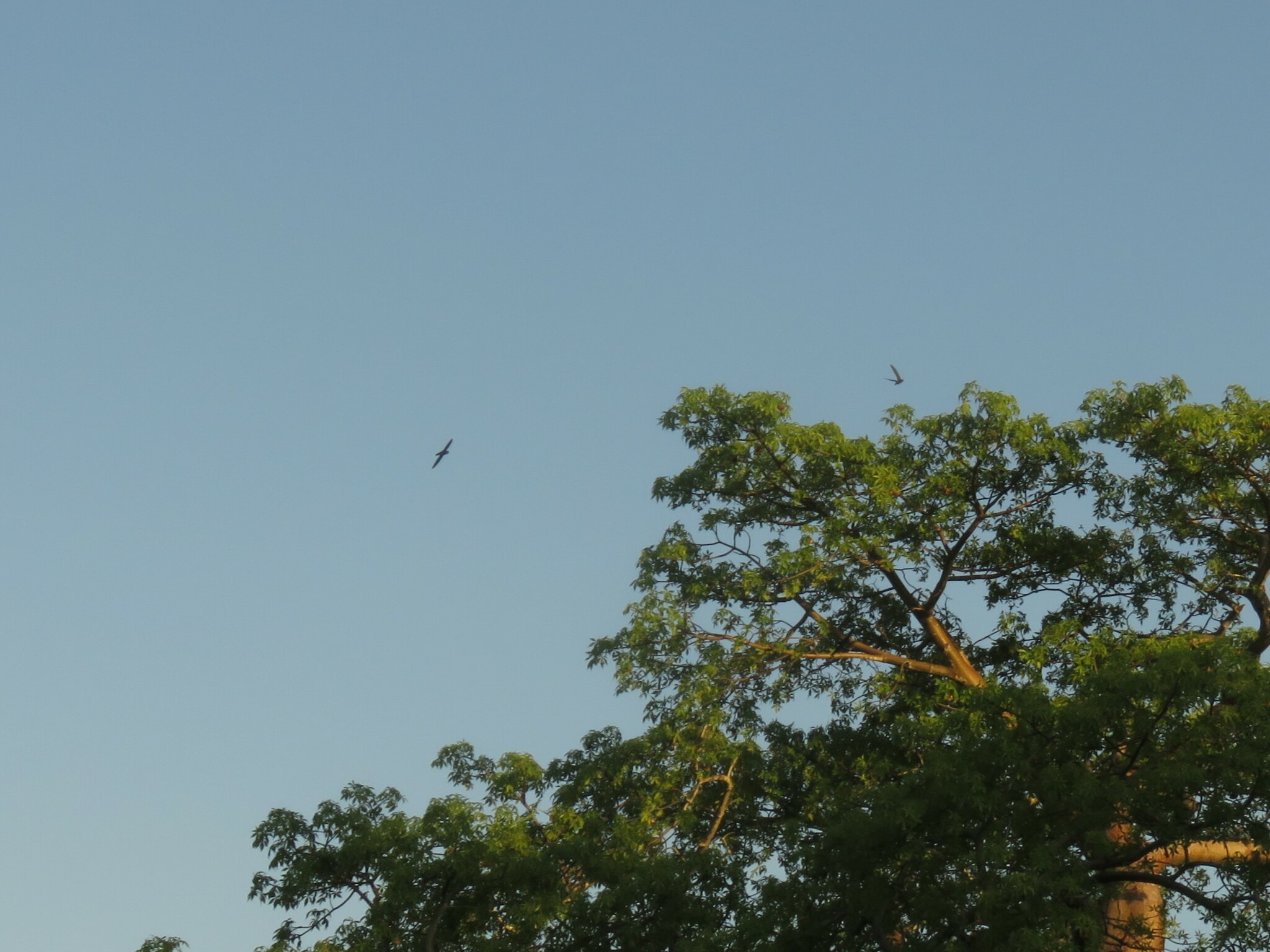 Mottled Spinetail (Telacanthura ussheri), photo 9