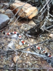 Micruroides euryxanthus