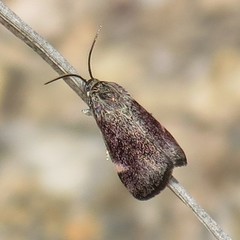 Heliothelopsis costipunctalis