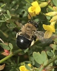 Habropoda tristissima