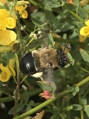 Habropoda tristissima