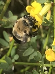 Habropoda tristissima