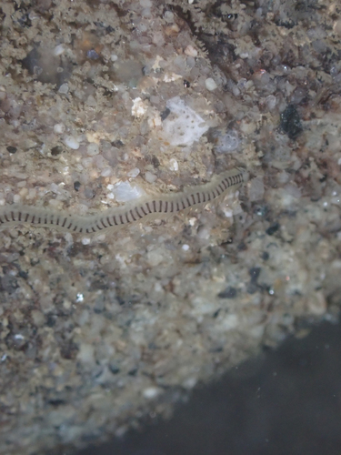Pterocirrus burtoni