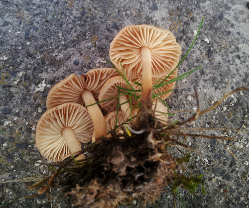 Gambesecche