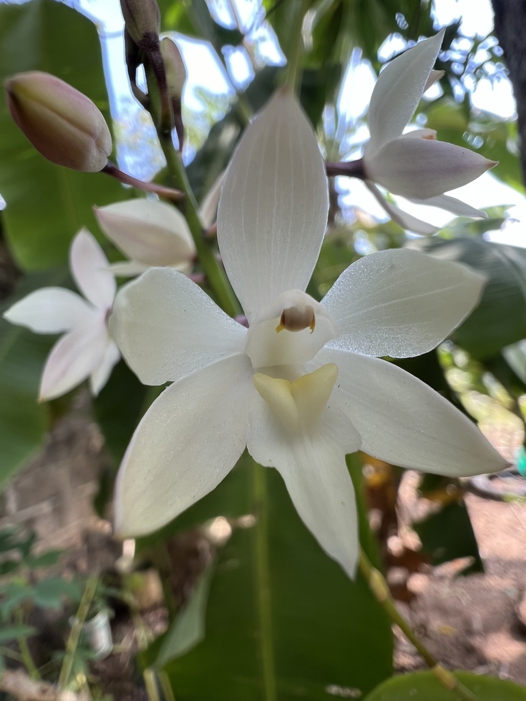 Caularthron bilamellatum