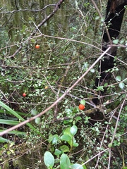 Neomyrtus pedunculata