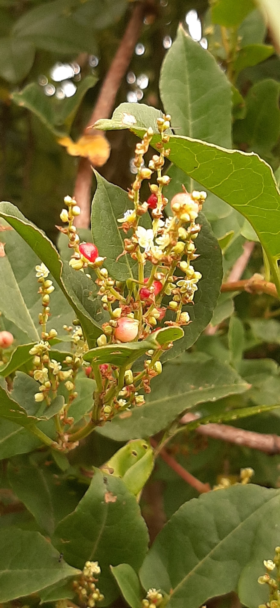 Polygonaceae image