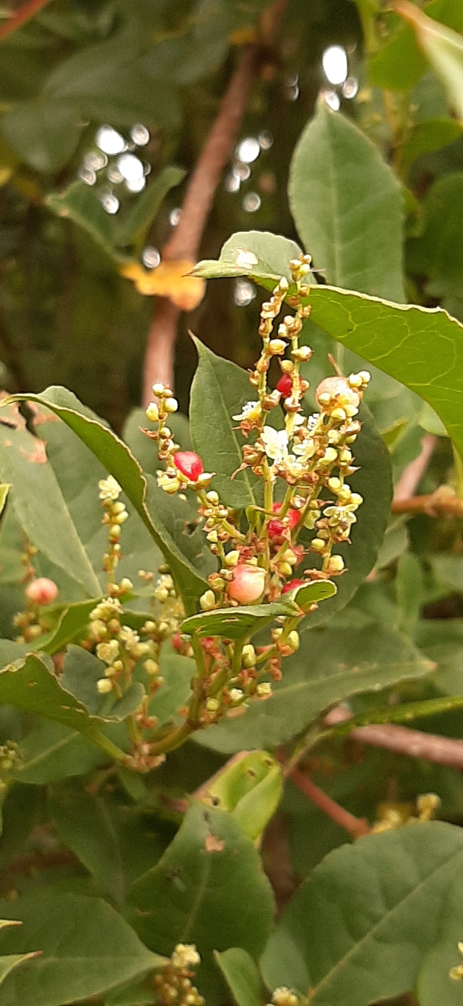 Muehlenbeckia image